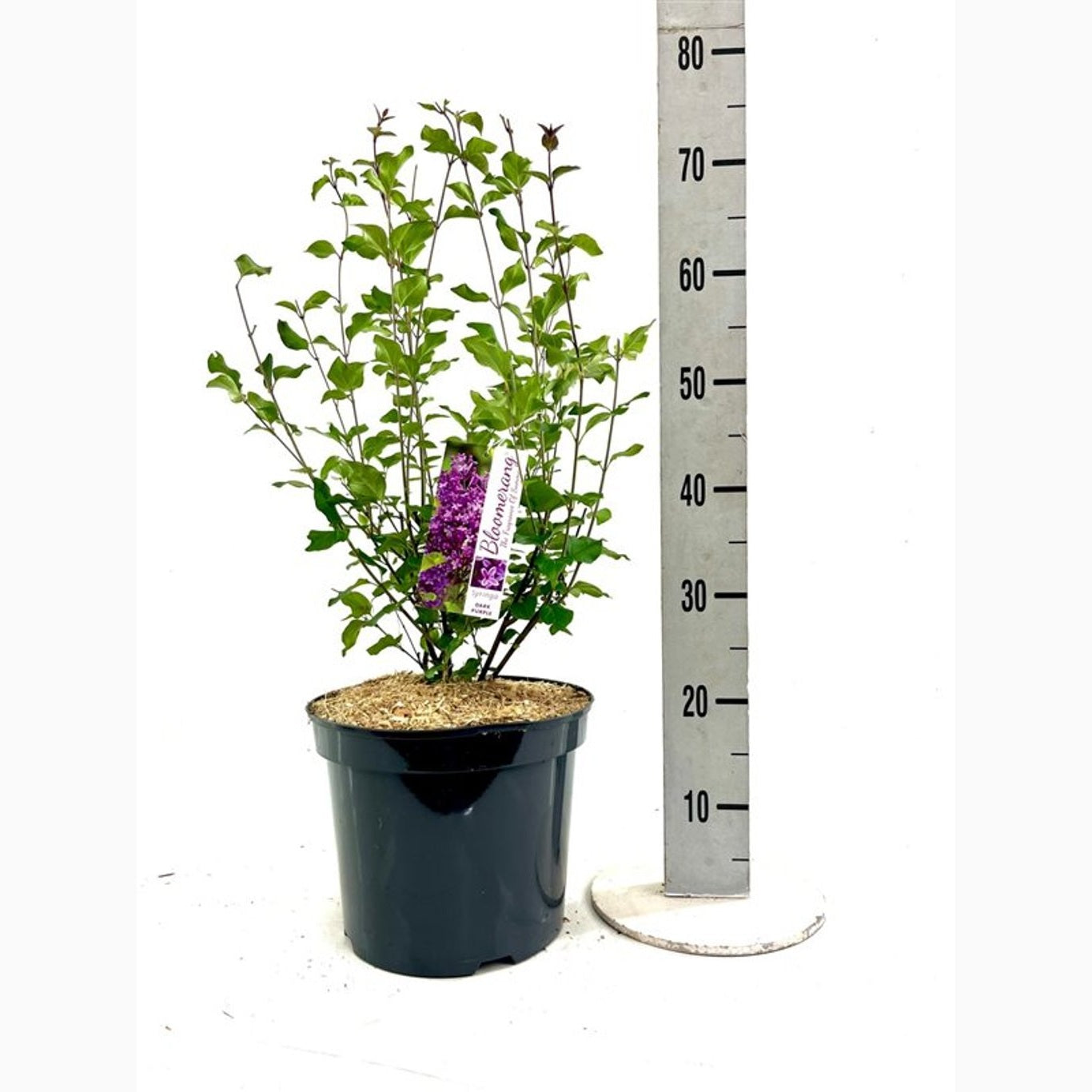 Syren – Syringa Bloomerang 'Dark Purple' - C5 40-60 CM